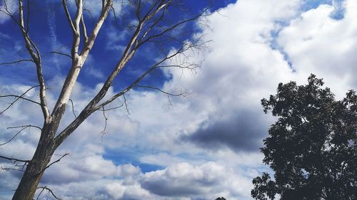 Low angle view of trees against cloudy sky