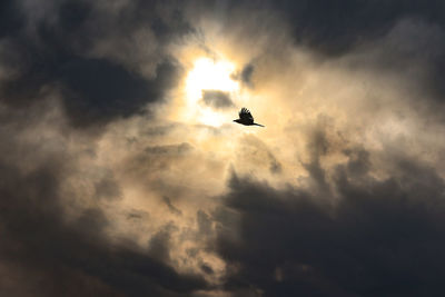 Low angle view of silhouette bird flying in sky