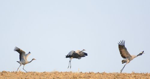 Birds flying against clear sky