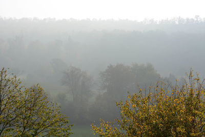 Trees on landscape against sky during foggy weather