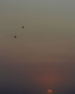 Silhouette of bird flying in sky