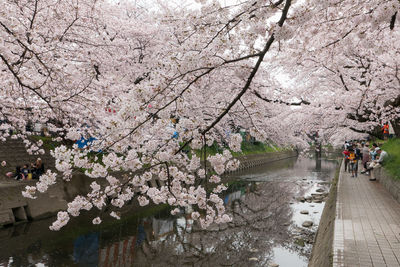 Woman with cherry blossom tree