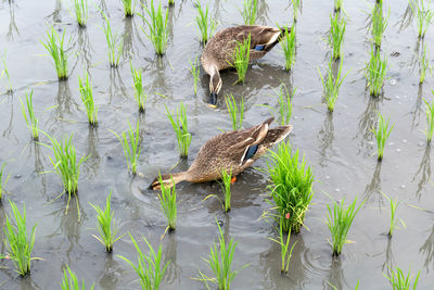 High angle view of mallard duck on lake