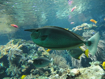 Fish swimming in sea