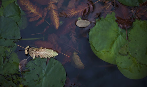 High angle view of lotus floating on water
