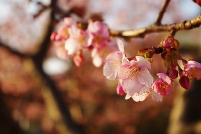 Close-up of pink flowers on branch