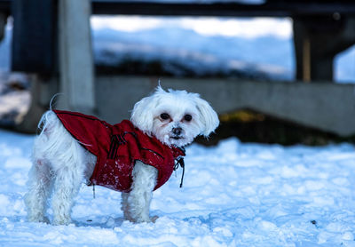 Maltese dog little pet , winter polan