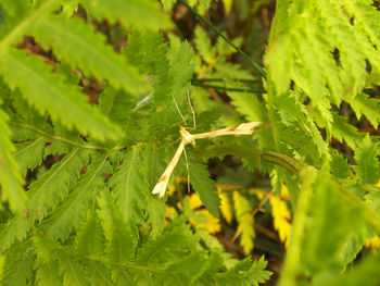 Close-up of lizard on plant