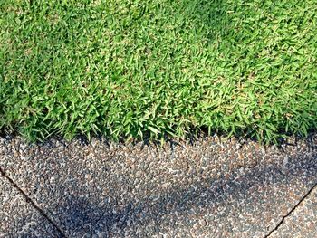 High angle view of plants growing on field