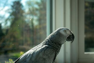 An african grey parrot next to a large window looking off in the distance