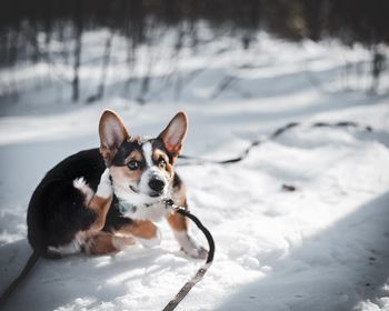 Portrait of dog in snow