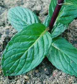 Close-up of fresh green plant in field