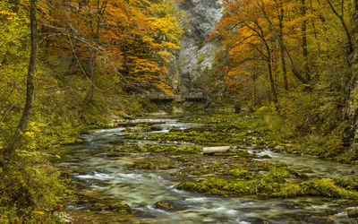 Stream flowing amidst trees in forest during autumn