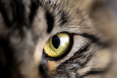 Close-up of cat