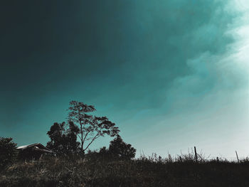 Low angle view of trees on field against sky