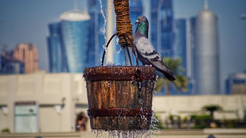 Close-up of bird perching on wooden post