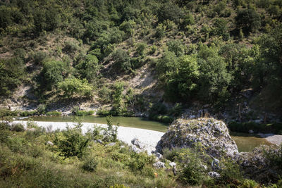 Scenic view of river in forest