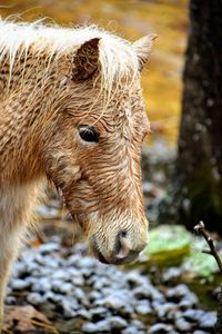 Close-up of a horse