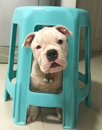 Portrait of dog sitting on chair