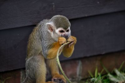 Close-up of monkey eating