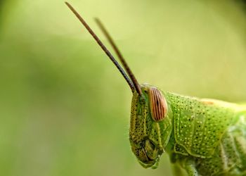 Close-up of butterfly on leaf