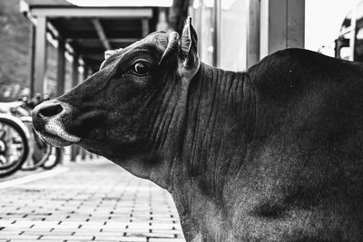 Close-up of a dog looking away