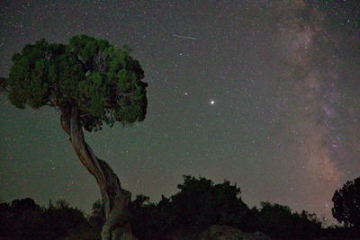 Low angle view of trees against sky at night