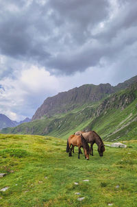 Horses grazing on field against sky