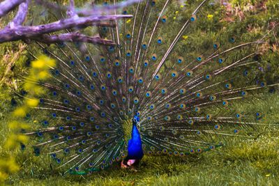 Beautiful creation of the world, a beautiful peacock