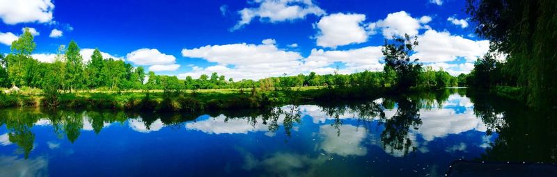 Reflection of trees in calm lake