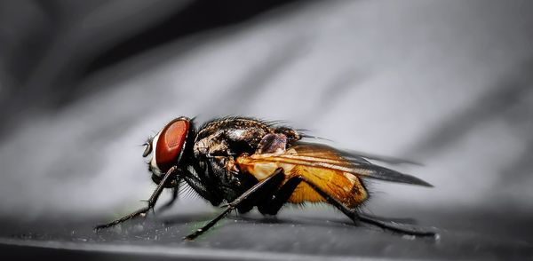 Close-up of fly