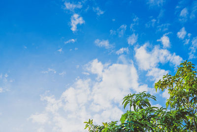 Low angle view of trees against blue sky