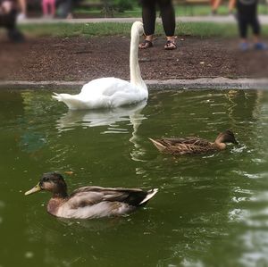 Swans swimming in lake