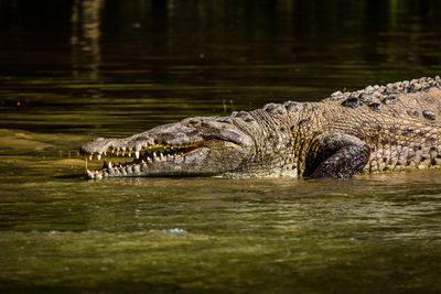 Close-up of crocodile in lake