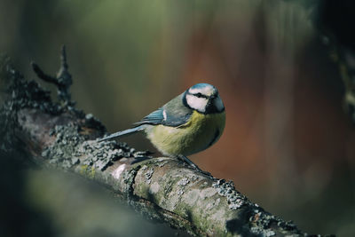 Close-up of bird perching outdoors