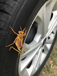 Close-up of insect