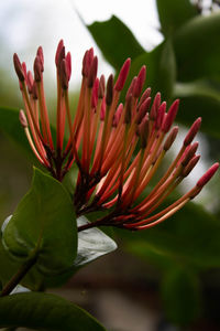 Close-up of red flowering plant