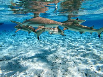 View of fish in sea