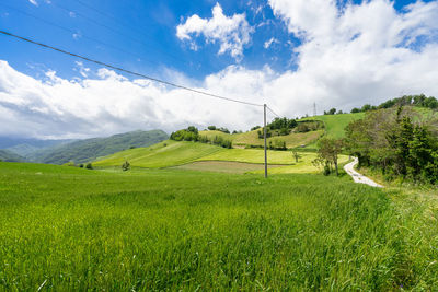 Green cultivated hills of romagna