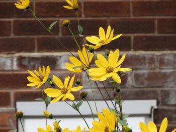 Close-up of yellow flowering plant against wall