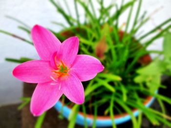 Close-up of pink flower