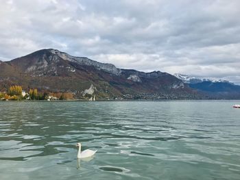 View of a bird in lake against mountains