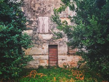 Ivy growing on historic building