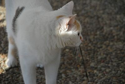 Close-up of a cat looking away