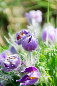 Close-up of purple crocus flowers