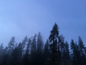 Low angle view of trees against clear blue sky