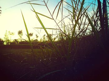 Plants growing on field at sunset