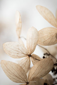 Close-up of dry leaves on white background