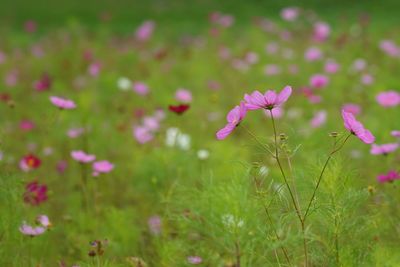 Close-up of flowers blooming in field