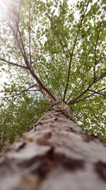 Low angle view of bamboo trees in forest